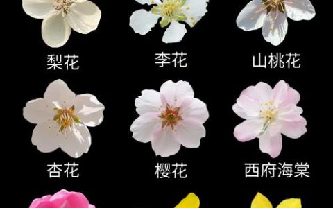 樱花树起源于哪个国家？