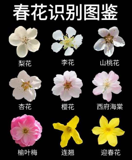 樱花树起源于哪个国家？
