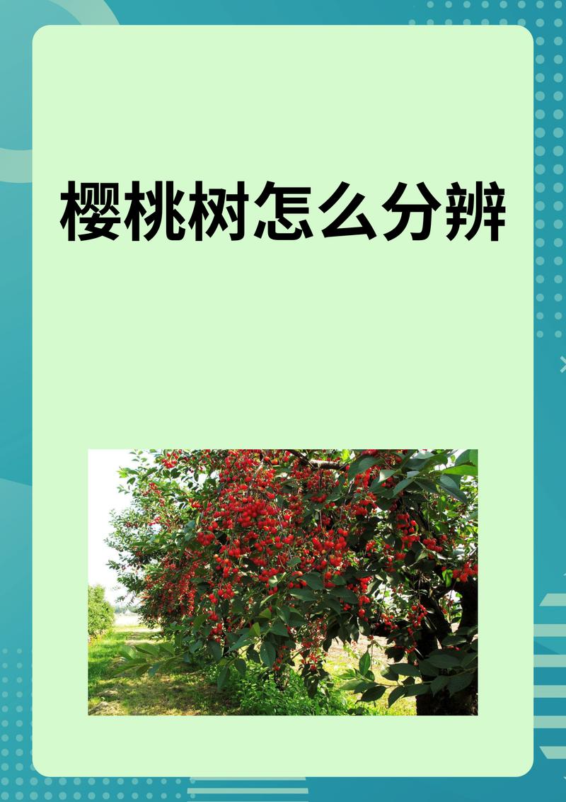 樱花树起源于哪个国家? 二、中国也是樱花的重要起源地之一