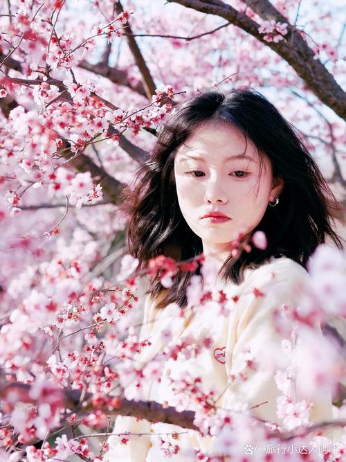 樱花树起源于哪个国家? 五、樱花为什么这么受欢迎?