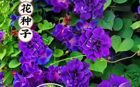 牵牛花现在可以种吗？完整种植指南