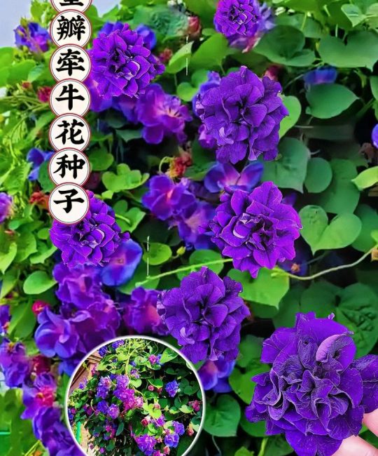 牵牛花现在可以种吗？完整种植指南