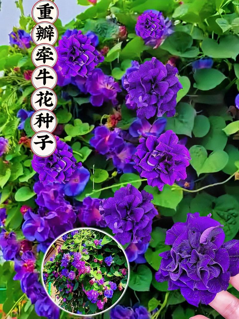 牵牛花现在可以种吗?完整种植指南 一、适宜时间