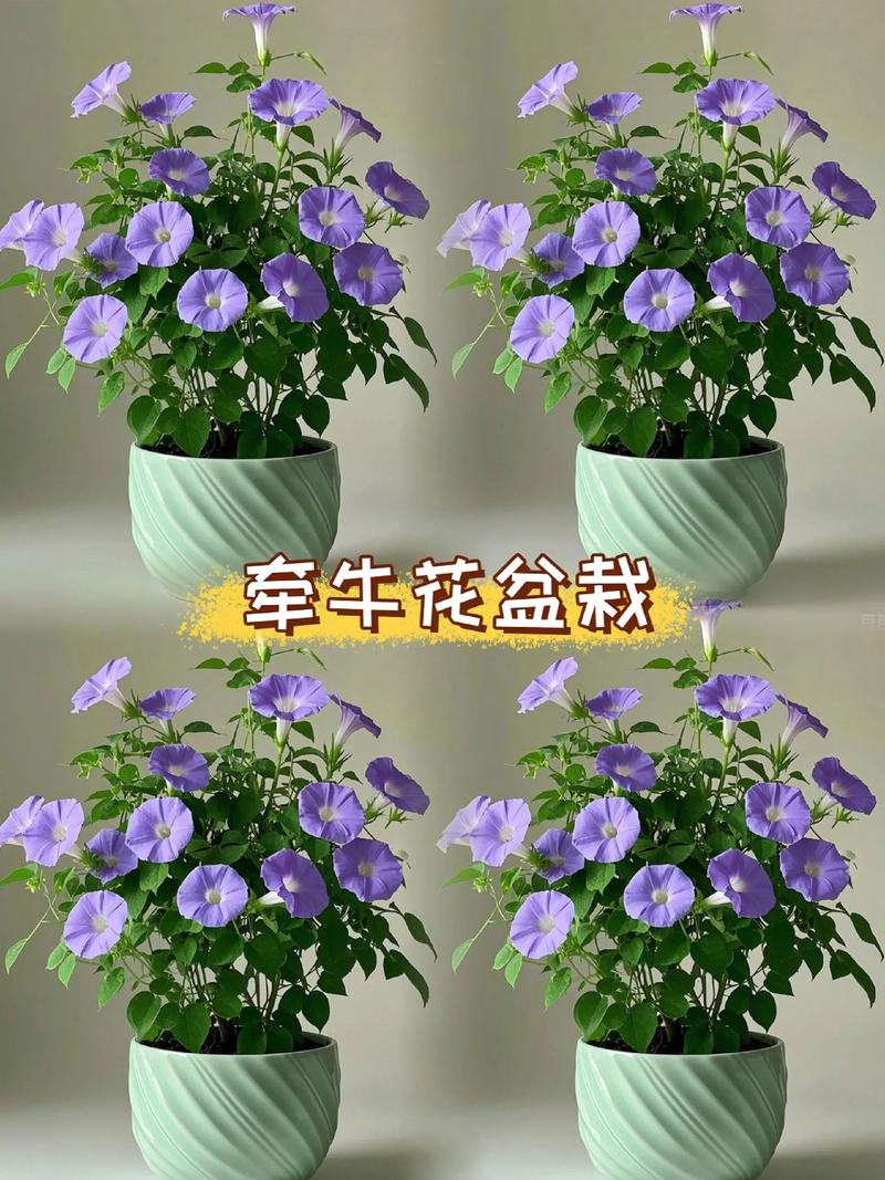 牵牛花现在可以种吗?完整种植指南 三、栽前处理(种子处理)