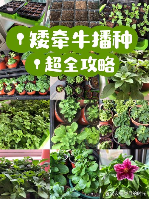 牵牛花现在可以种吗?完整种植指南 四、栽植深度