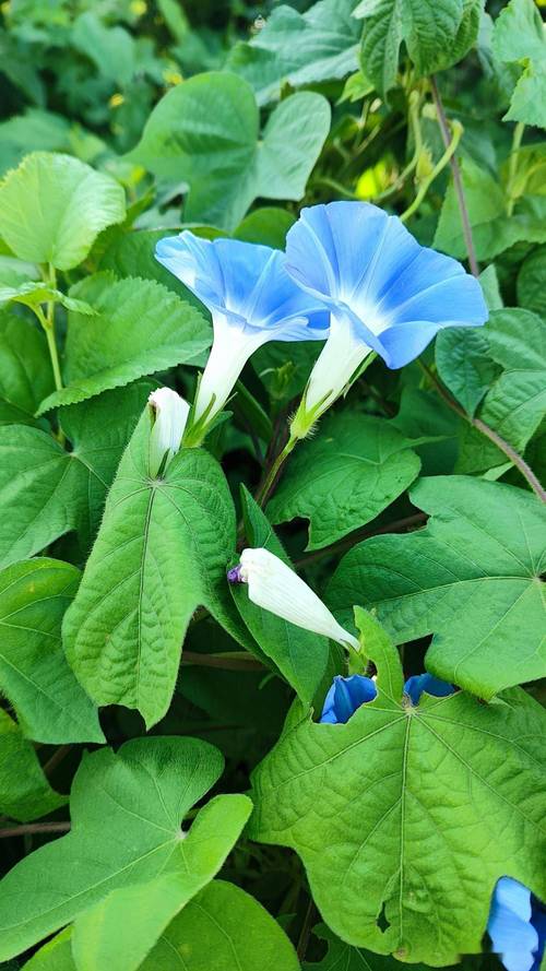 牵牛花现在可以种吗?完整种植指南 六、缓苗管理(出苗期管理)
