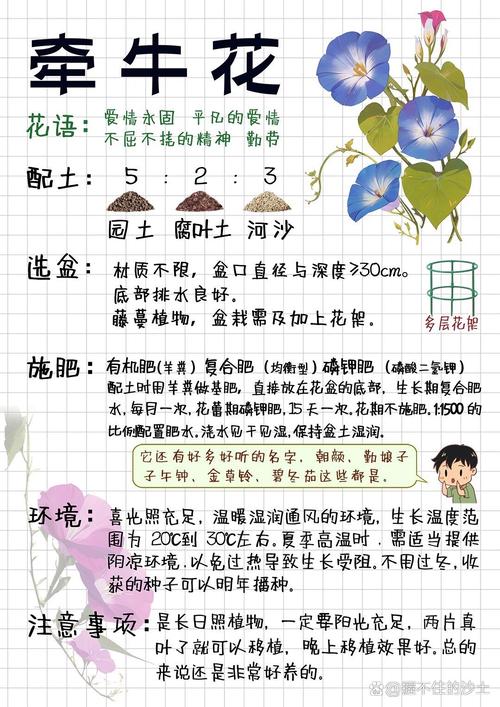 牵牛花现在可以种吗?完整种植指南 七、成活注意事项
