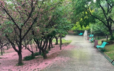 樱花落什么意思？