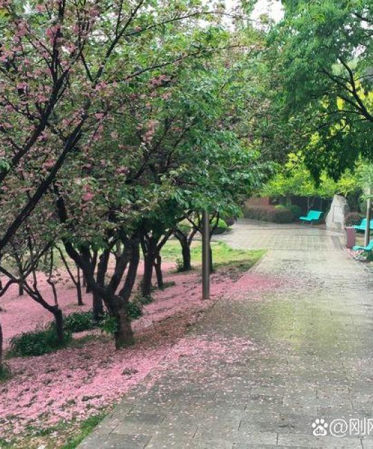 樱花落什么意思？