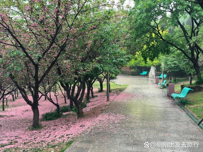 樱花落什么意思? 一、从园艺角度看:樱花落是正常的生理过程