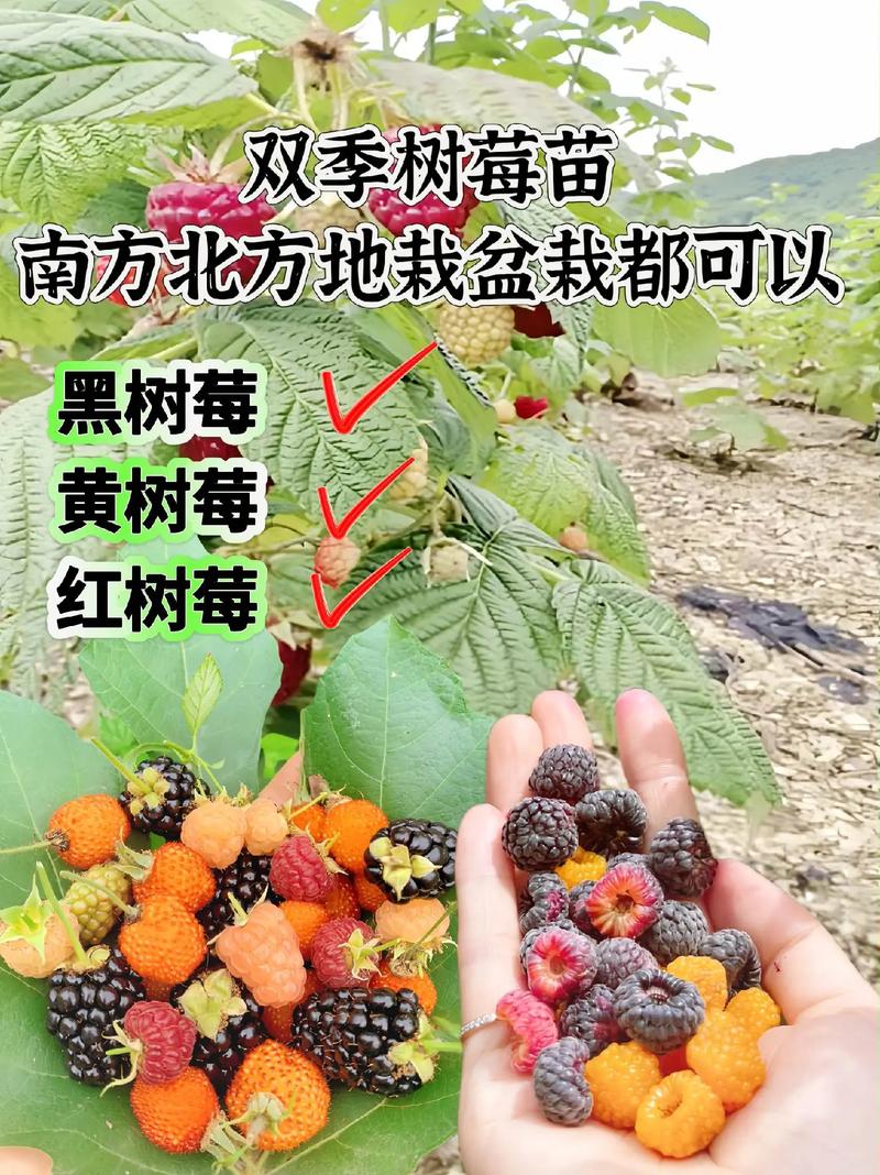树莓派多少钱?2024年树莓苗价格参考 产地与产区差异