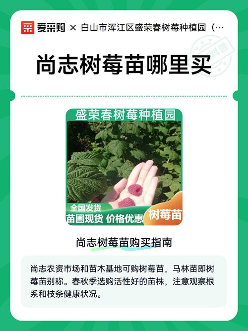 树莓派多少钱?2024年树莓苗价格参考 购买数量与批发折扣