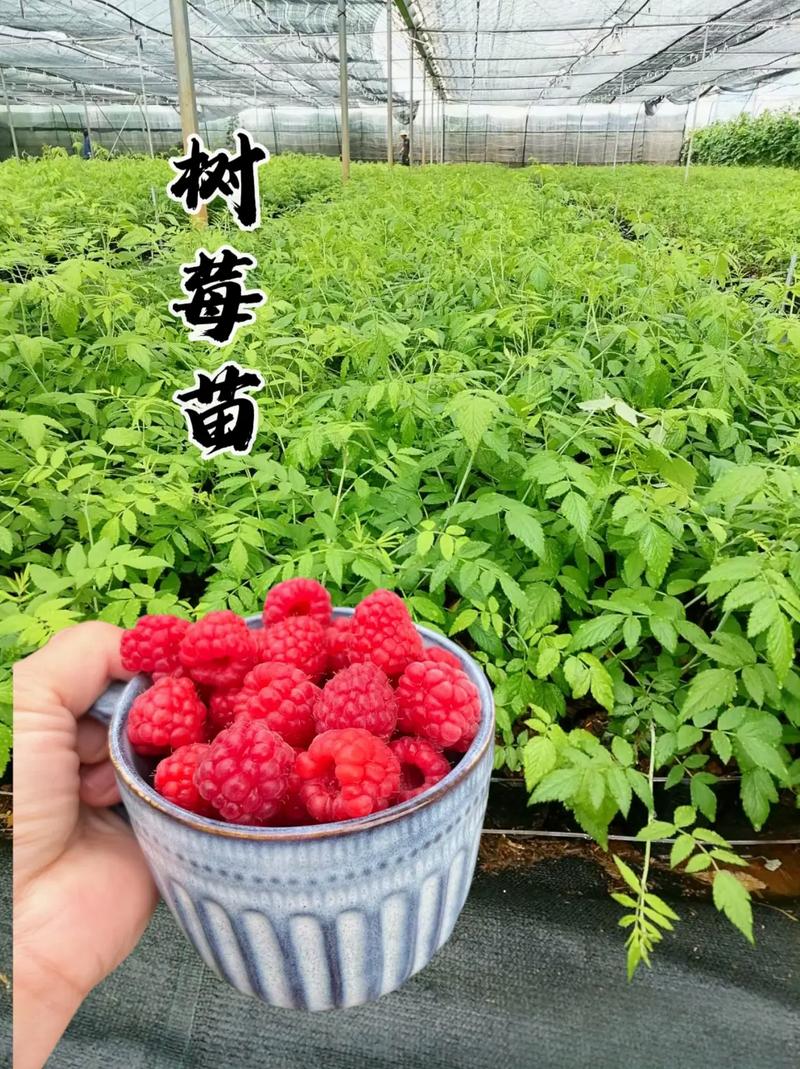树莓派多少钱?2024年树莓苗价格参考 季节与上市时间