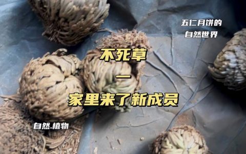 复活草多少钱一盆？2025年最新价格参考与影响因素分析