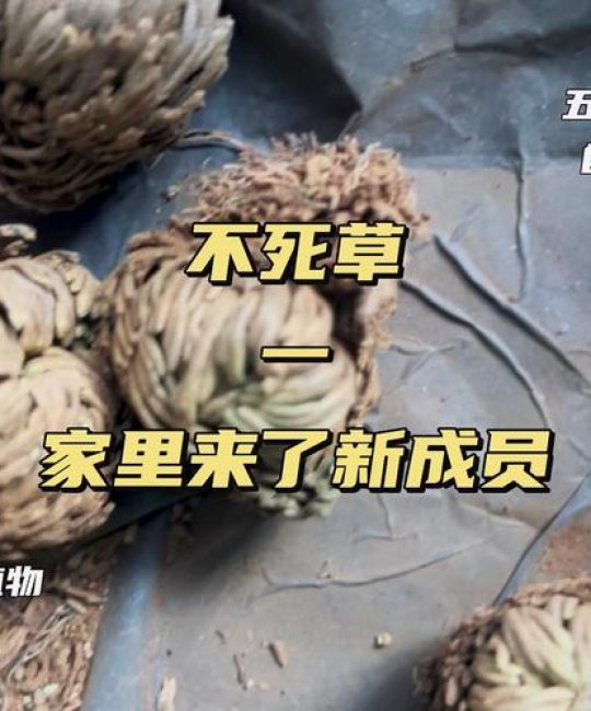 复活草多少钱一盆？2025年最新价格参考与影响因素分析