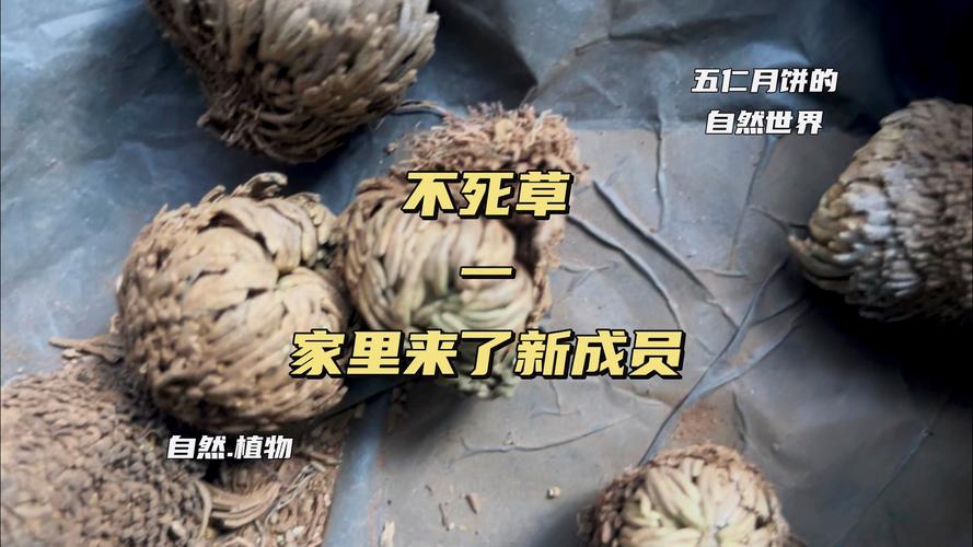 复活草多少钱一盆?2025年最新价格参考与影响因素分析 价格快速参考