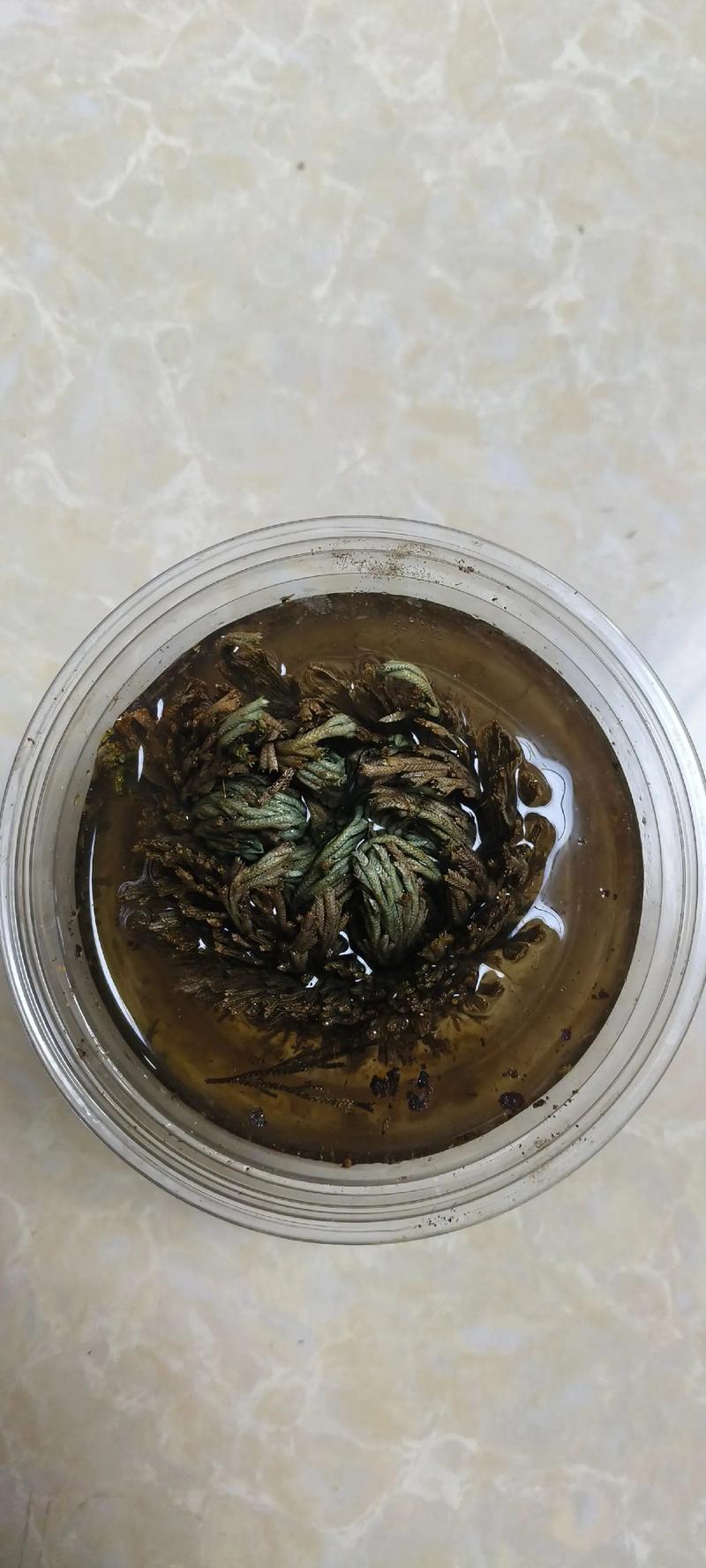 复活草多少钱一盆?2025年最新价格参考与影响因素分析 3. 季节性波动:春秋价稳,夏冬价高