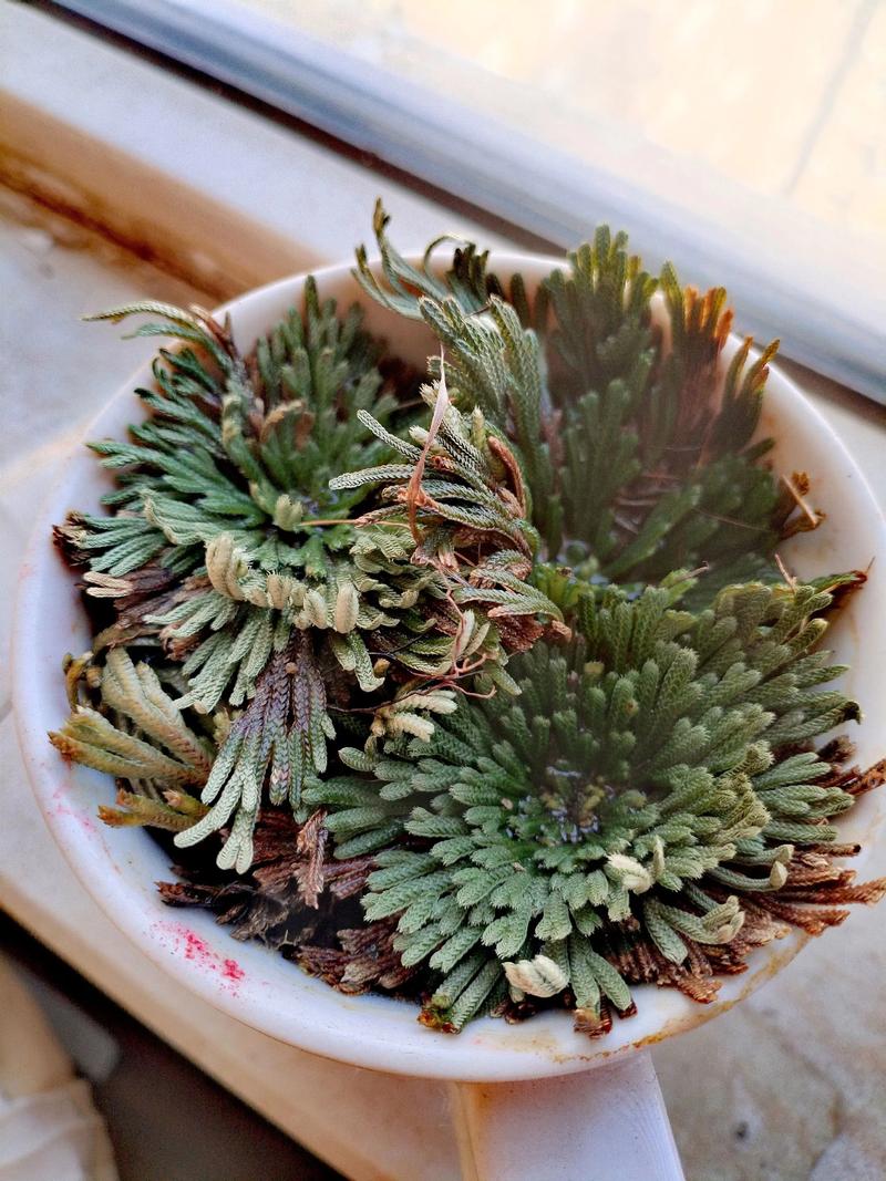 复活草多少钱一盆?2025年最新价格参考与影响因素分析 2. 产地因素:地理与渠道成本