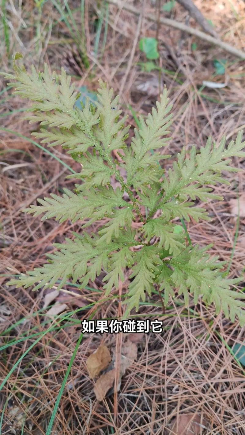 复活草多少钱一盆?2025年最新价格参考与影响因素分析 4. 购买数量:批发价优势明显