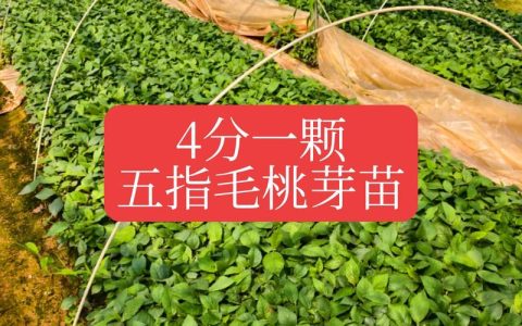 桃树苗批发多少钱一棵？2025年最新价格与影响因素全解析