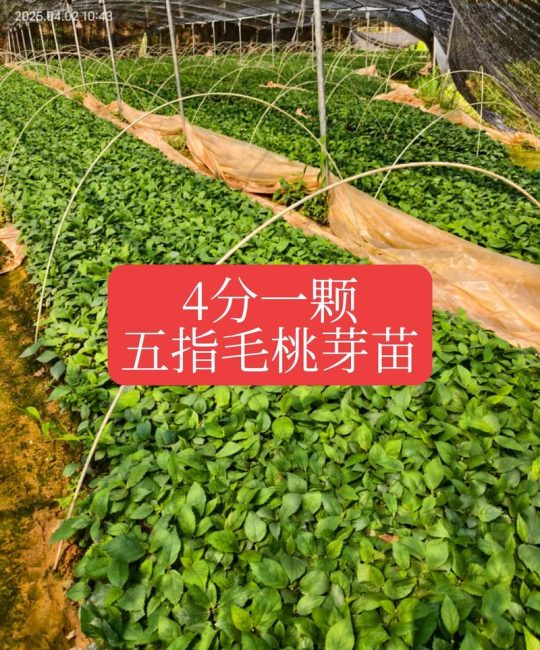桃树苗批发多少钱一棵？2025年最新价格与影响因素全解析