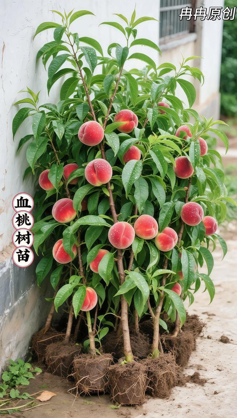 桃树苗批发多少钱一棵?2025年最新价格与影响因素全解析 产地差异对价格的影响