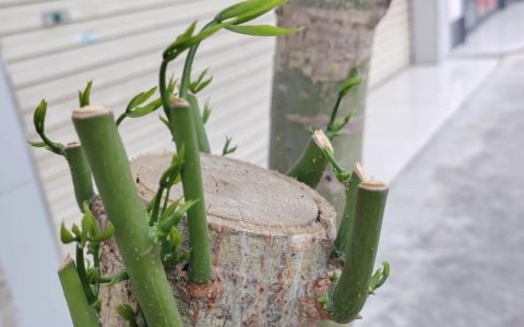 发财树剪枝后怎么快速发芽？科学养护全攻略