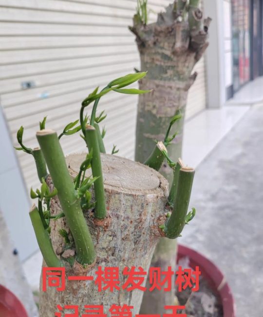 发财树剪枝后怎么快速发芽？科学养护全攻略