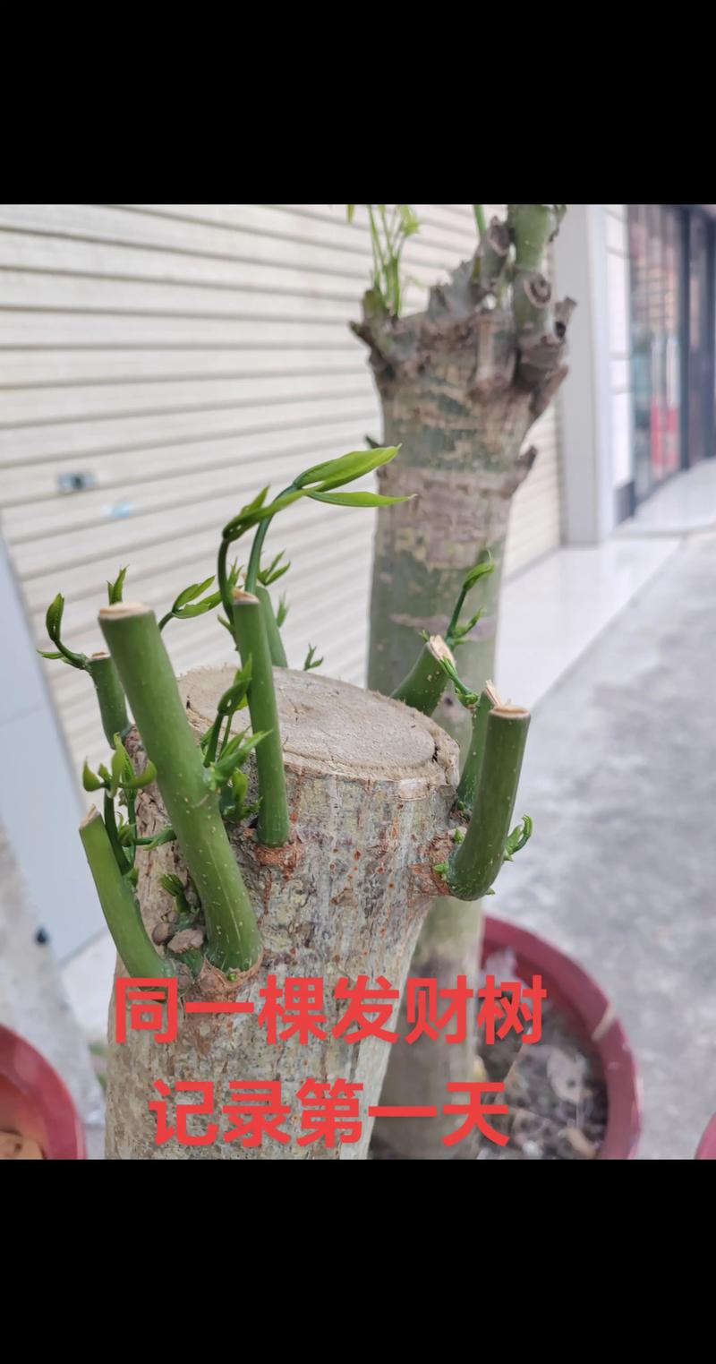 发财树剪枝后怎么快速发芽?科学养护全攻略 发财树剪枝后怎么快速发芽?科学养护全攻略