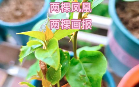 凤凰木有香味吗？——园艺知识全面解答