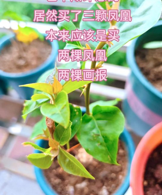 凤凰木有香味吗？——园艺知识全面解答