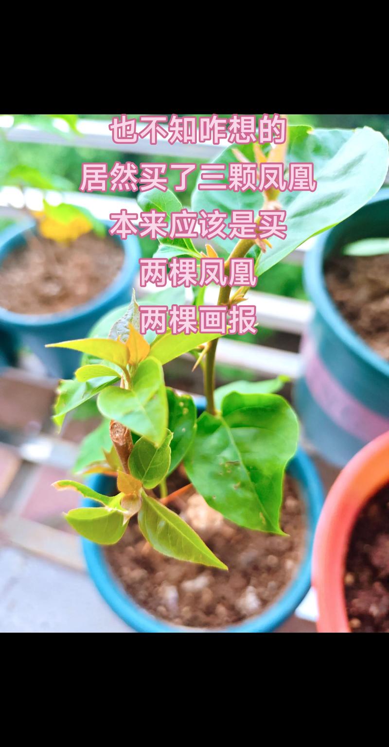 凤凰木简介