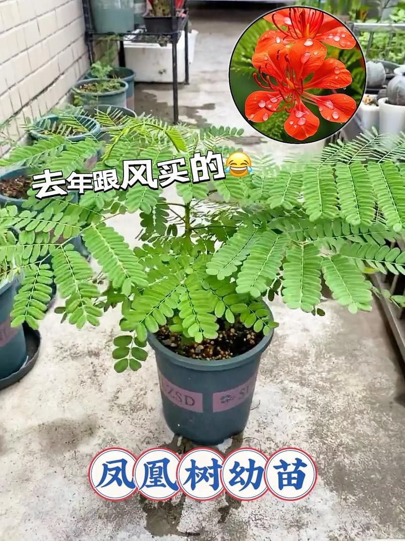 凤凰木的观赏与园艺价值