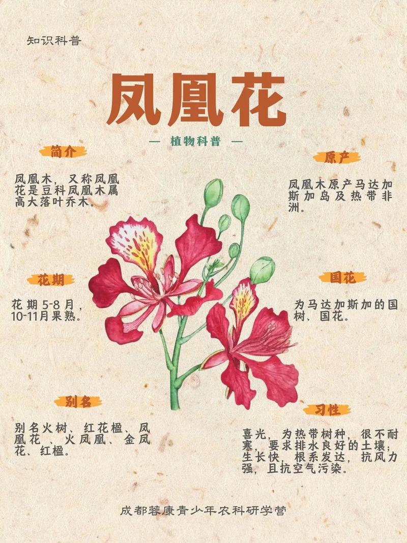 凤凰木种植养护关键点