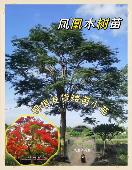 如何搭配打造芳香花园？