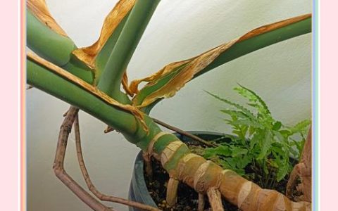 龟背竹气根怎么处理？修剪、缠绕与养护全指南