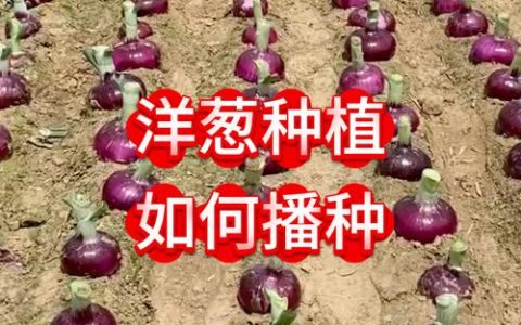什么时候种洋葱种子：一份从选时到成活的完整种植操作手册