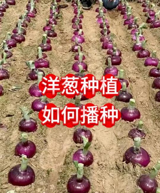 什么时候种洋葱种子：一份从选时到成活的完整种植操作手册