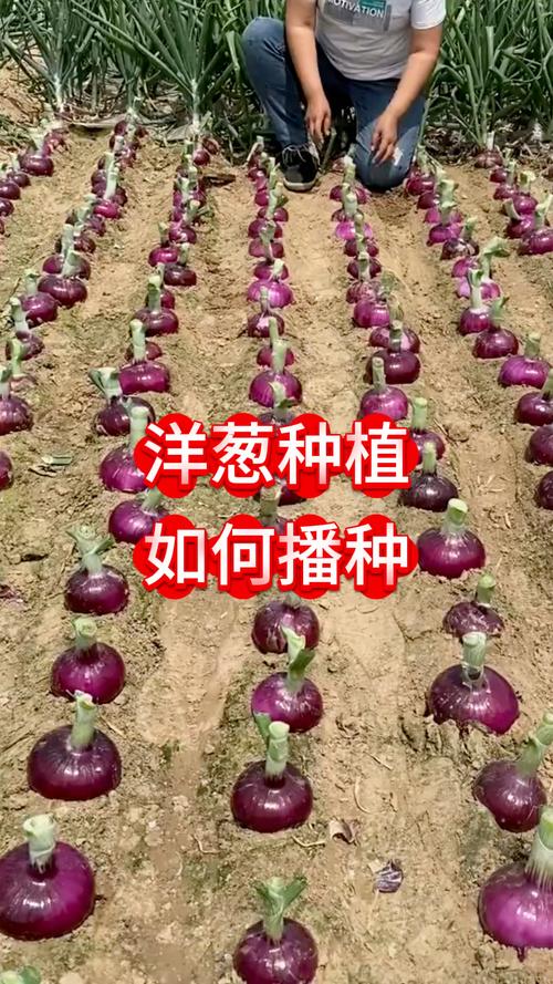 什么时候种洋葱种子:一份从选时到成活的完整种植操作手册 什么时候种洋葱种子:一份从选时到成活的完整种植操作手册