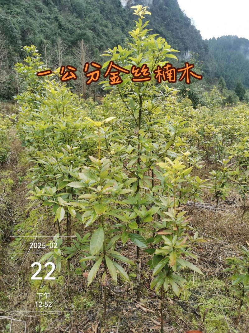 楠树多少钱一颗?2024年价格参考与选购建议 规格不同,价格差异最大