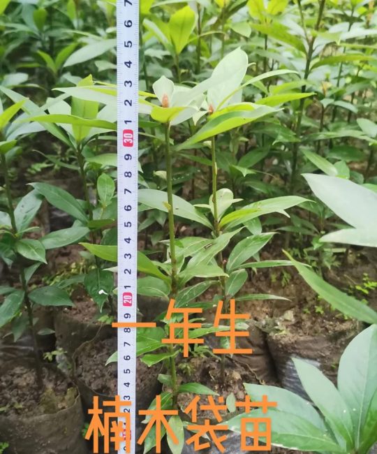 楠树多少钱一颗？2024年价格参考与选购建议