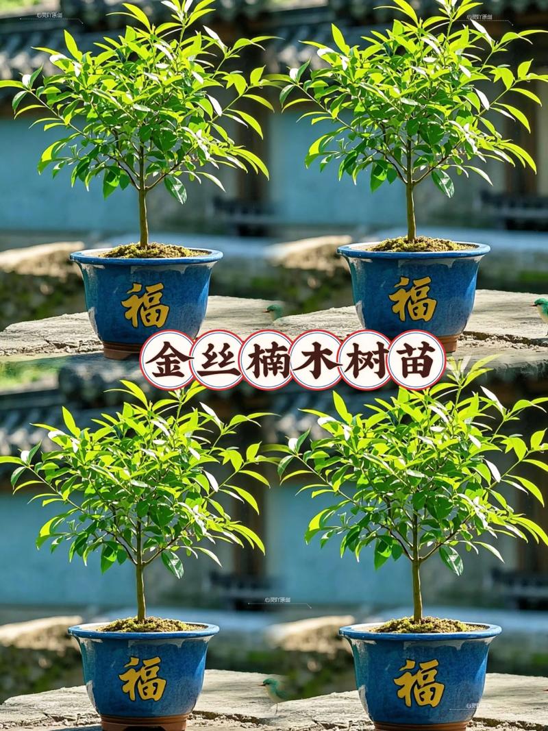 楠树多少钱一颗?2024年价格参考与选购建议 运输费用也要算进去