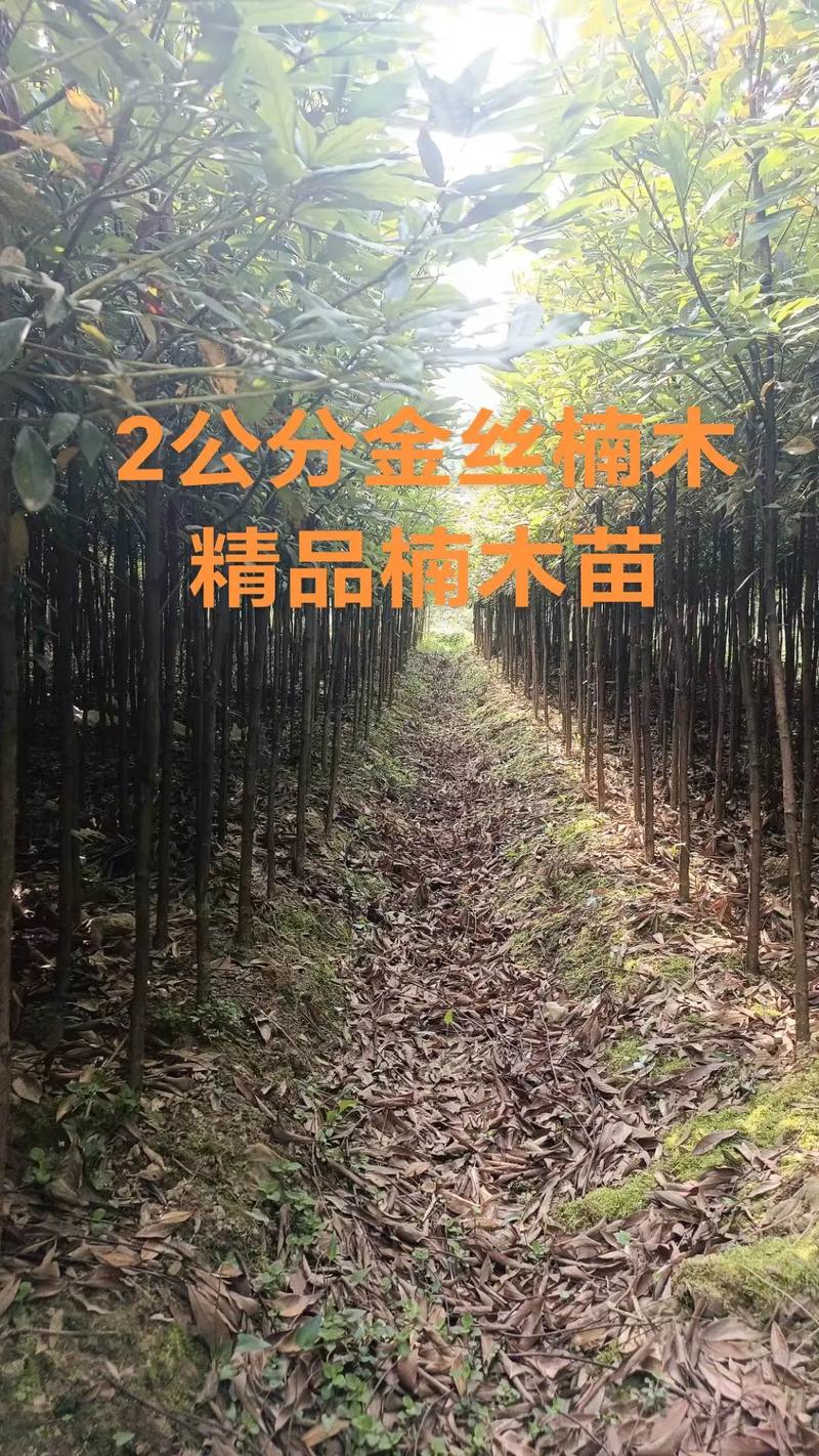 楠树多少钱一颗?2024年价格参考与选购建议 咨询建议