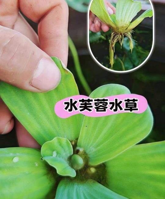 沉水植物有哪些？详解5种常见品种与池塘应用生态配置