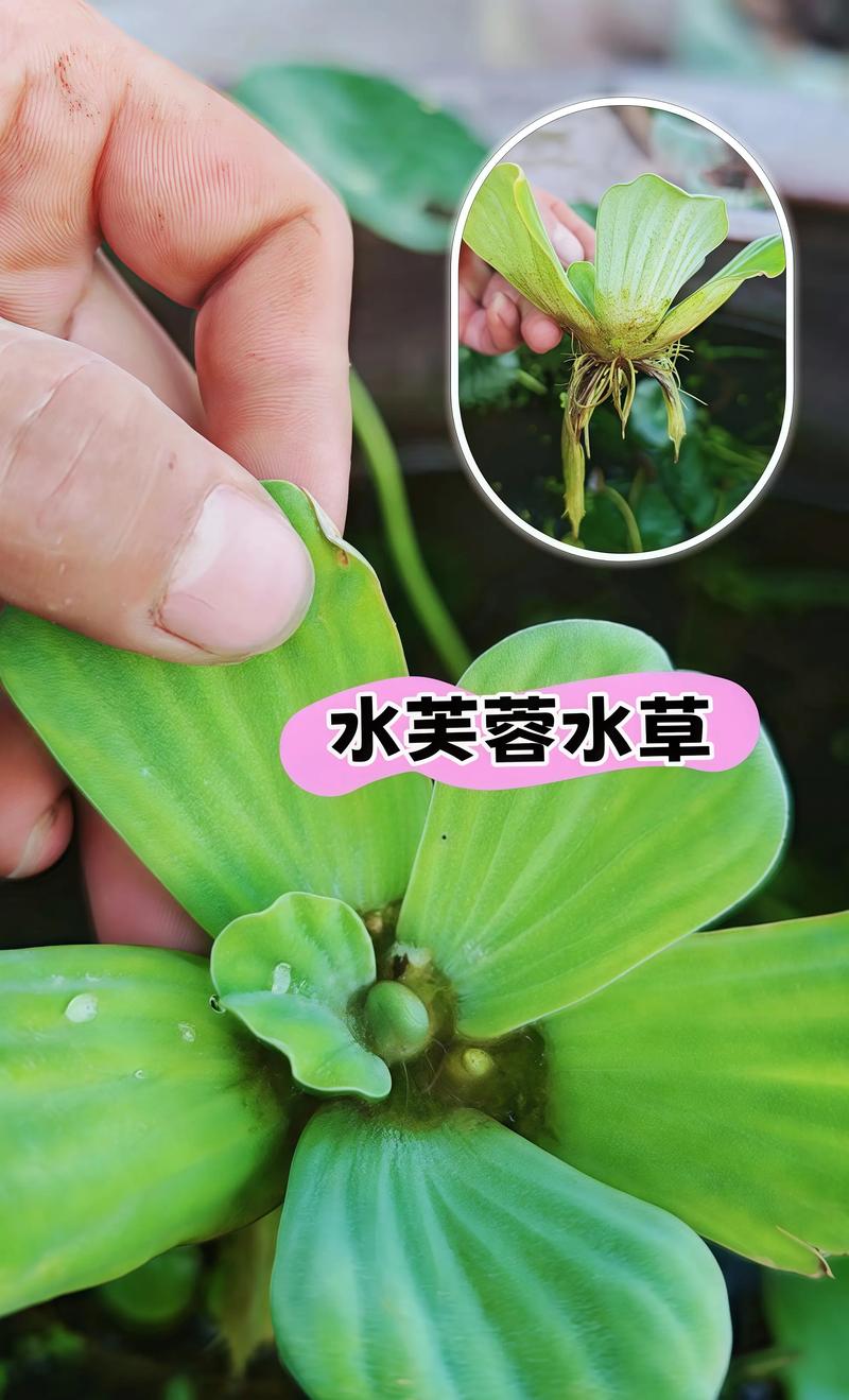 沉水植物有哪些?详解5种常见品种与池塘应用生态配置 5种核心沉水植物及其核心参数