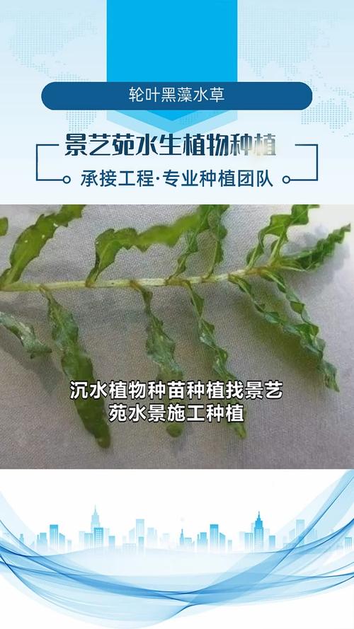 沉水植物有哪些?详解5种常见品种与池塘应用生态配置 FAQ:关于沉水植物常见问题