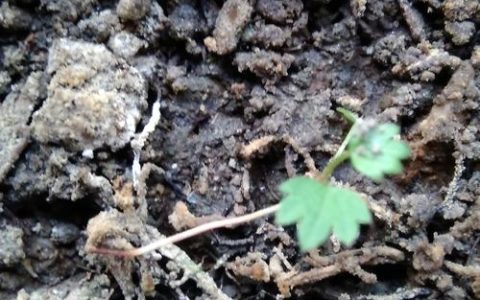 草莓苗死亡是什么原因？新手种植必须避开的五大误区与专业救治指南