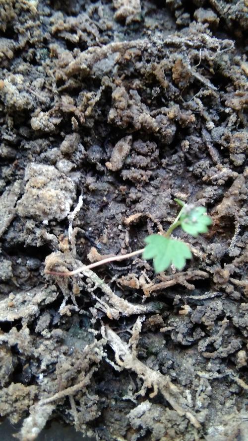 草莓苗死亡是什么原因?新手种植必须避开的五大误区与专业救治指南 草莓苗死亡是什么原因?新手种植必须避开的五大误区与专业救治指南