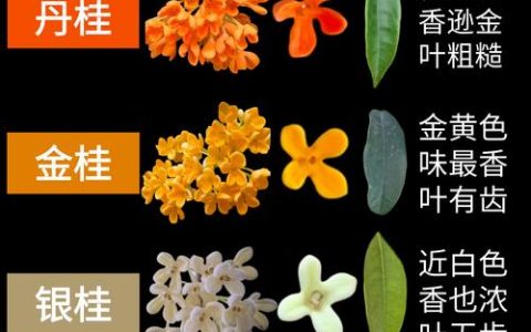 最好桂花树是哪个品种？金桂、丹桂、四季桂六维对比，帮你一眼选对
