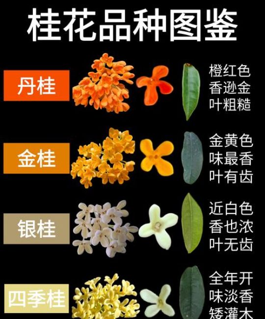最好桂花树是哪个品种？金桂、丹桂、四季桂六维对比，帮你一眼选对